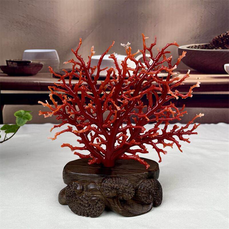 天然阿卡赤血红珊瑚树摆件112.8克原色有机宝石阿卡沙丁牛血红