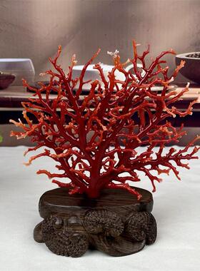 天然阿卡赤血红珊瑚树摆件112.8克原色有机宝石阿卡沙丁牛血红