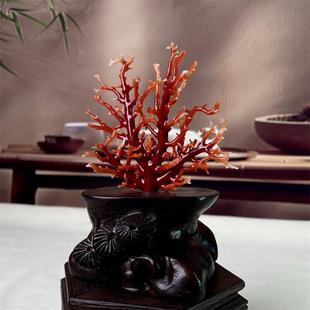天然阿卡红珊瑚树摆件37.4克原色有机宝石阿卡沙丁牛血红科西嘉速
