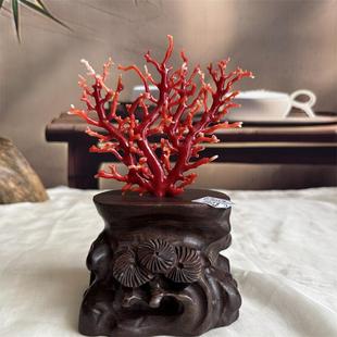 天然阿卡赤血红珊瑚树摆件54.3克原色有机宝石沙丁牛血红科西嘉速