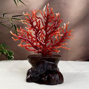 天然阿卡赤血红珊瑚树摆件75.8克原色有机宝石阿卡沙丁科西嘉