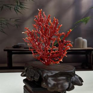 天然阿卡赤血红珊瑚树摆件原色有机宝石沙丁牛血红深海红科西嘉颂