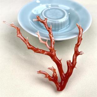 天然日本牛血红珊瑚摆件原色有机宝石阿卡沙丁深海红科西嘉颂