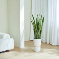 The golden-edge tiger tail lanula potted plant is a lazy plant for indoor living room and office to absorb formaldehyde. It is a large Nordic green plant thumbnail 5
