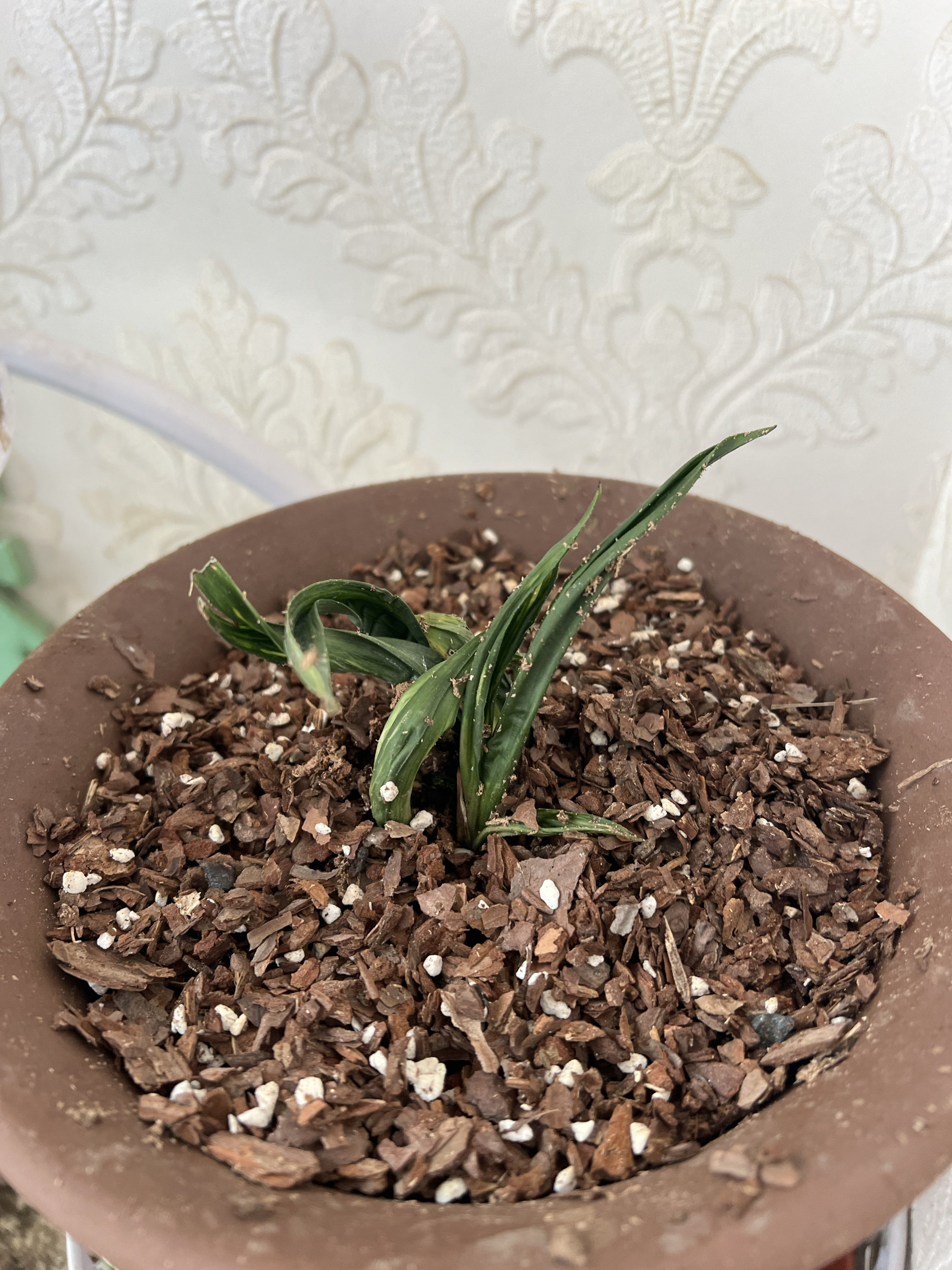 贵州龙兰花全国形象大使玉侠崔涛亲养的贵州龙兰花大苗纯种贵州龙