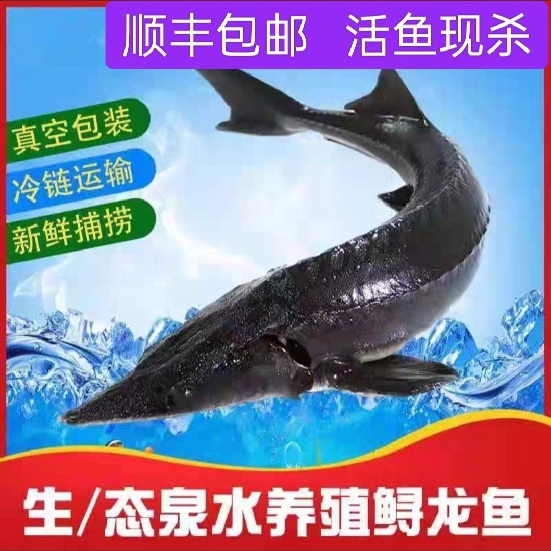 顺丰8斤中华鱼鲟龙鱼食用鲟鱼无刺新鲜水产送礼品生鲜软骨鱼鳇鱼