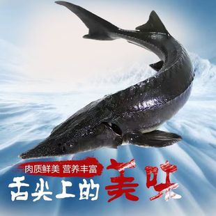食用鲟鱼鳇鱼不腥鲟龙鱼生鲜软骨无刺鱼活鱼鲜冻山泉水养殖中华鱼
