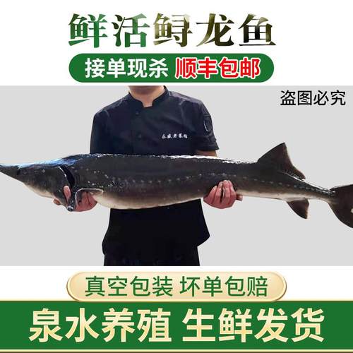 1-20斤鲟龙鱼鲟鳇鱼鲜活现杀生鲜海鲜软骨无刺整条礼品食用淡冷水