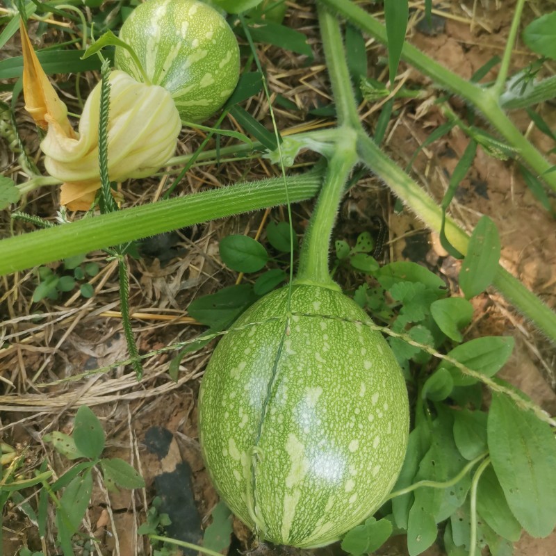 现摘北京平谷小南瓜蔬菜