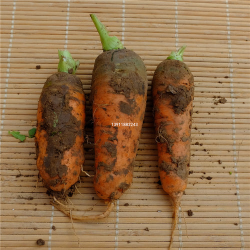 北京农家新鲜蔬菜小黄胡萝卜味浓