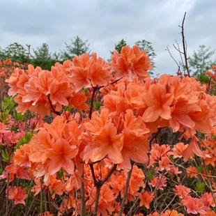 东北耐寒耐热落叶杜鹃花 大花型 春观花秋观叶 秋季红叶皮实好养