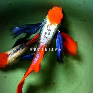 新品进口红头白金红尾象耳孔雀鱼小红帽精品孔雀鱼热带观赏鱼