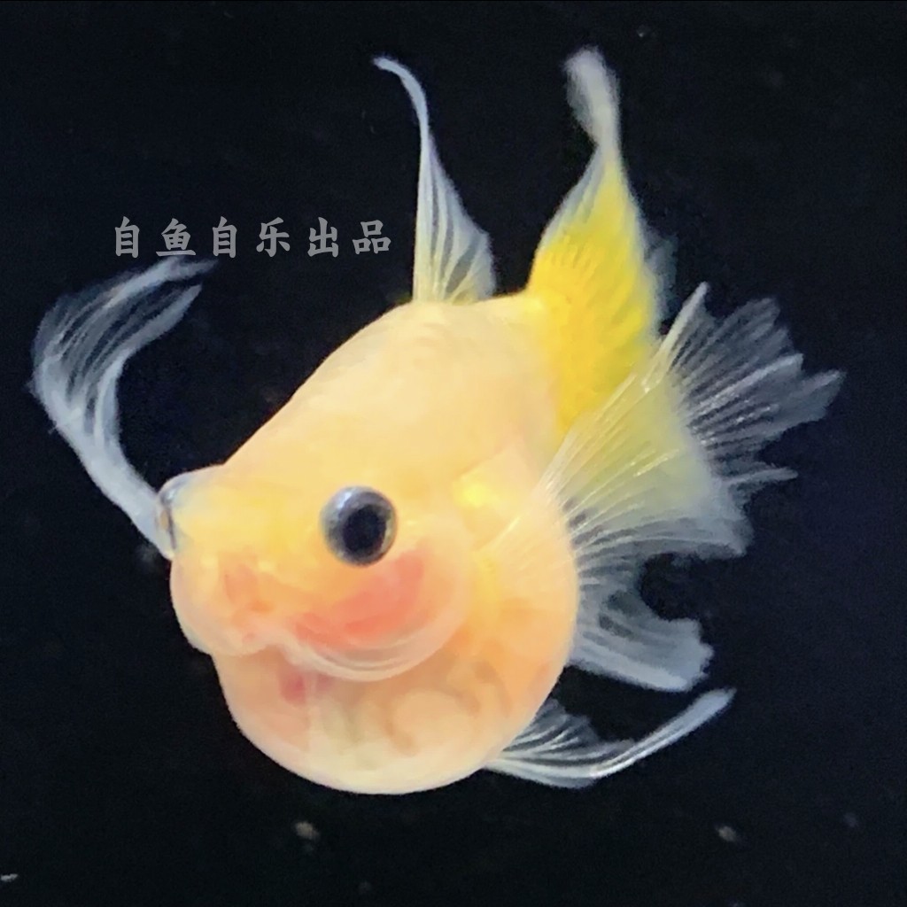 黄金红头玻璃猫孔雀鱼活体 淡水鱼