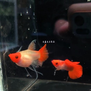 新品红头玻璃猫大C球体孔雀鱼热门各种黄金玻璃猫小型热带观赏鱼