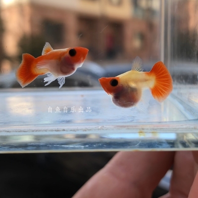 红头玻璃猫黄金孔雀鱼黄化深海蓝短球体热门玻璃猫集合家养观赏鱼