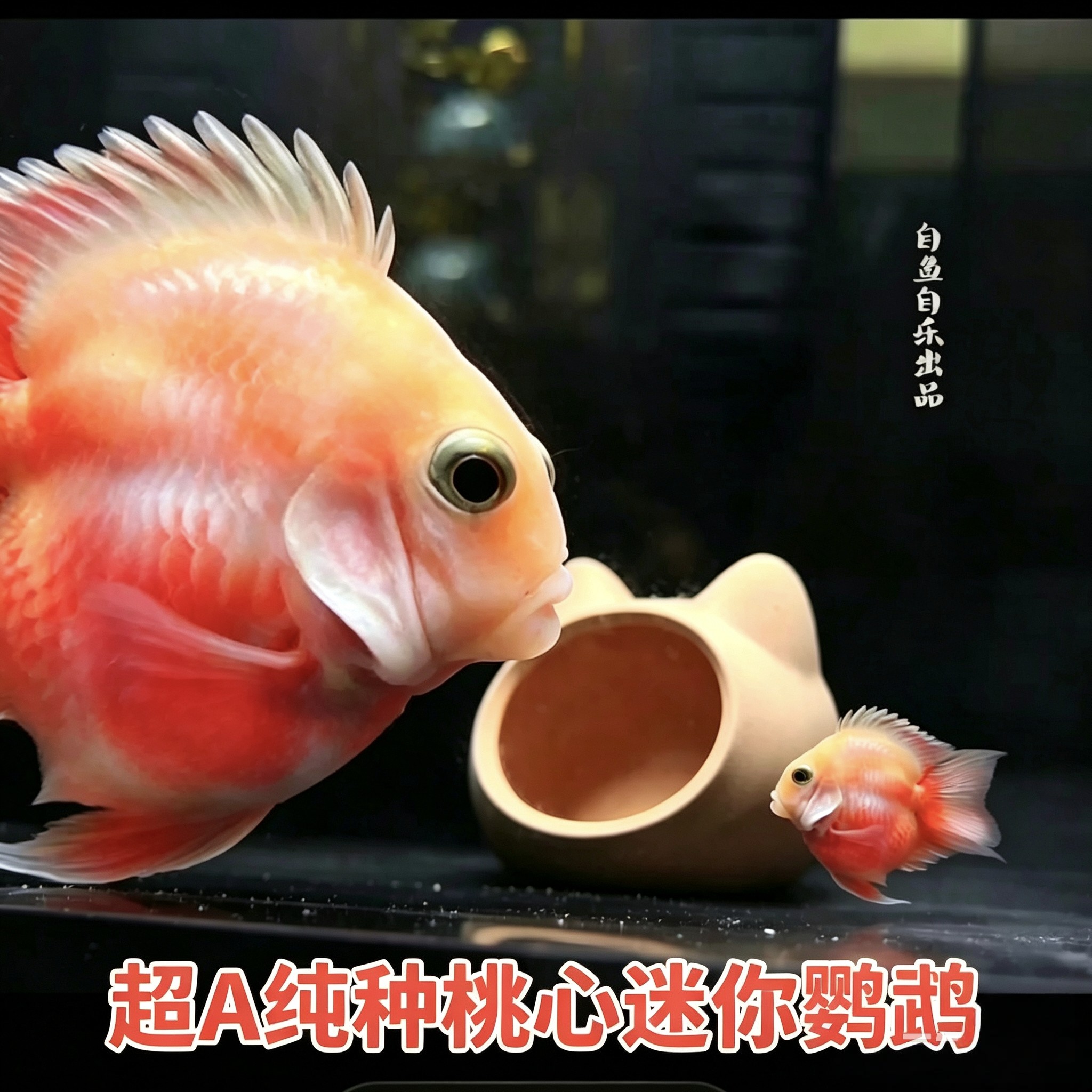 桃心胭脂迷你鹦鹉鱼苗耐活可繁殖