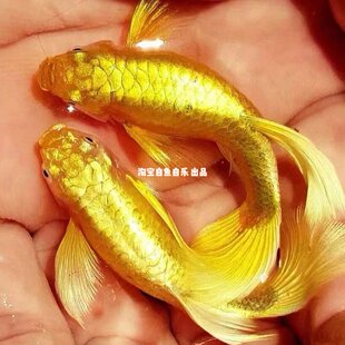 双分水满鳞黄金孔雀鱼原线越南进口观赏鱼临产好养耐活子代招财鱼