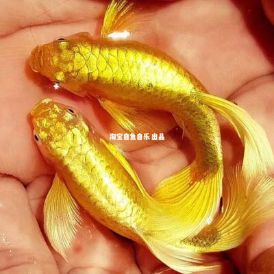 双分水满鳞黄金孔雀鱼原线越南进口观赏鱼临产好养耐活子代招财鱼