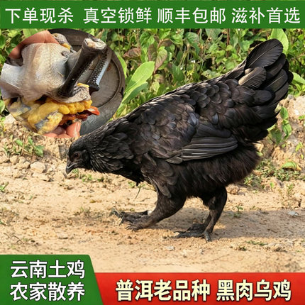 云南特产农家散养土鸡普洱老品种黑肉乌骨母鸡拍下现杀新鲜走地鸡