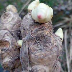 仙牛山生姜种子浙江永康五指岩生姜种种姜生姜26年3月22号发货