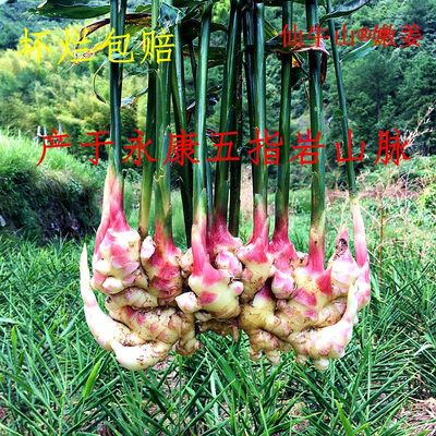 仙牛山永康五指岩21年上市嫩姜