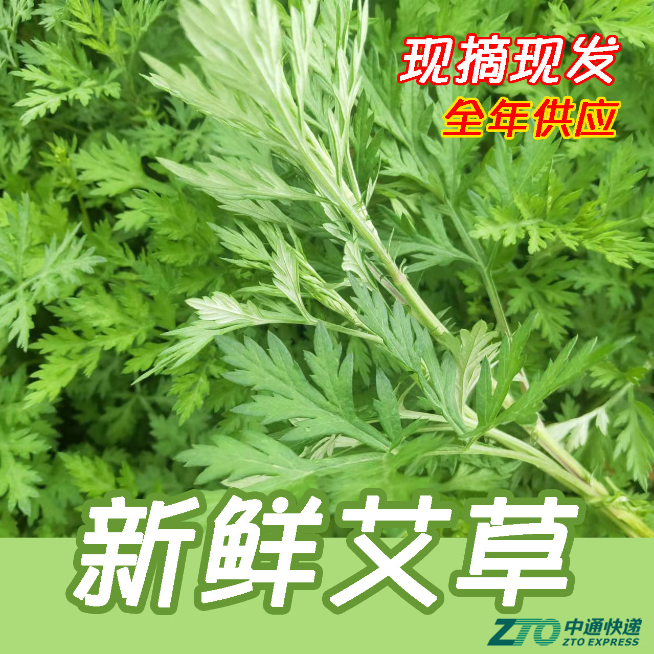 艾草当季食用野菜生艾草叶艾蒿清明草糍粑青团新鲜蔬菜嫩艾叶小吃