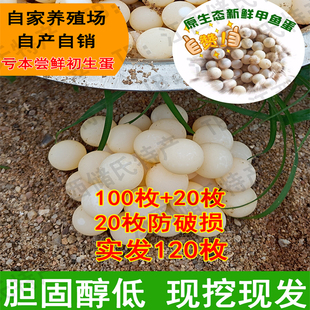 100枚+20枚备损江西南丰新鲜外塘甲鱼蛋农家现挖现发