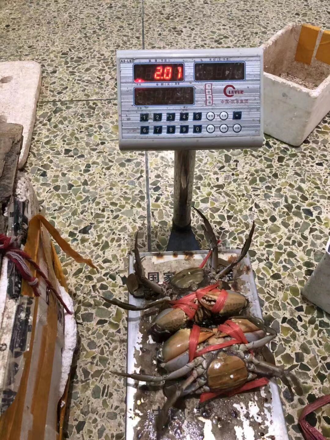 野生青蟹特大母膏蟹红鲟鲜活2只青蟹