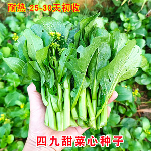 粗条四九油青甜菜心49早熟菜心春秋季四季易种阳台蔬菜种子孑