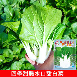 揭美甜脆四季水口甜白菜种子春秋冬播阳台盆栽菜园蔬菜种籽孑耐热