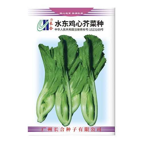 水东鸡心芥菜种子发芽高品质佳