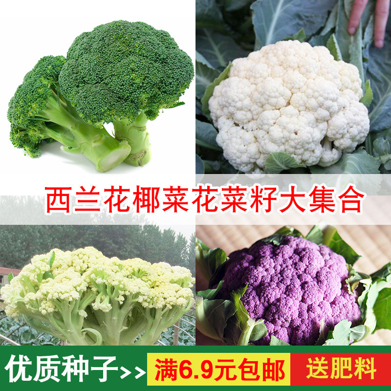 西兰花青梗松花菜椰菜花种子有机花菜60天80天100天1天蔬菜种子 小编推荐 Wepost 全民代运 马来西亚中国淘宝代运与集运专家