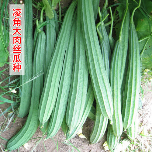 棱角大肉丝瓜种子好吃易种
