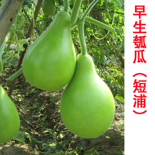 早生瓠子瓜 户瓜蔬菜种籽孑耐热抗寒 种子短蒲瓜瓠瓜圆瓠子菜葫芦
