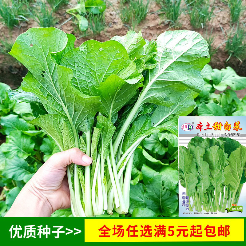 广东客家本地甜白菜种子四季好吃
