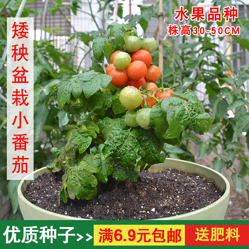 矮生盆栽小番茄种子 四季盆栽蔬菜种子孑小西红珍珠圣女果