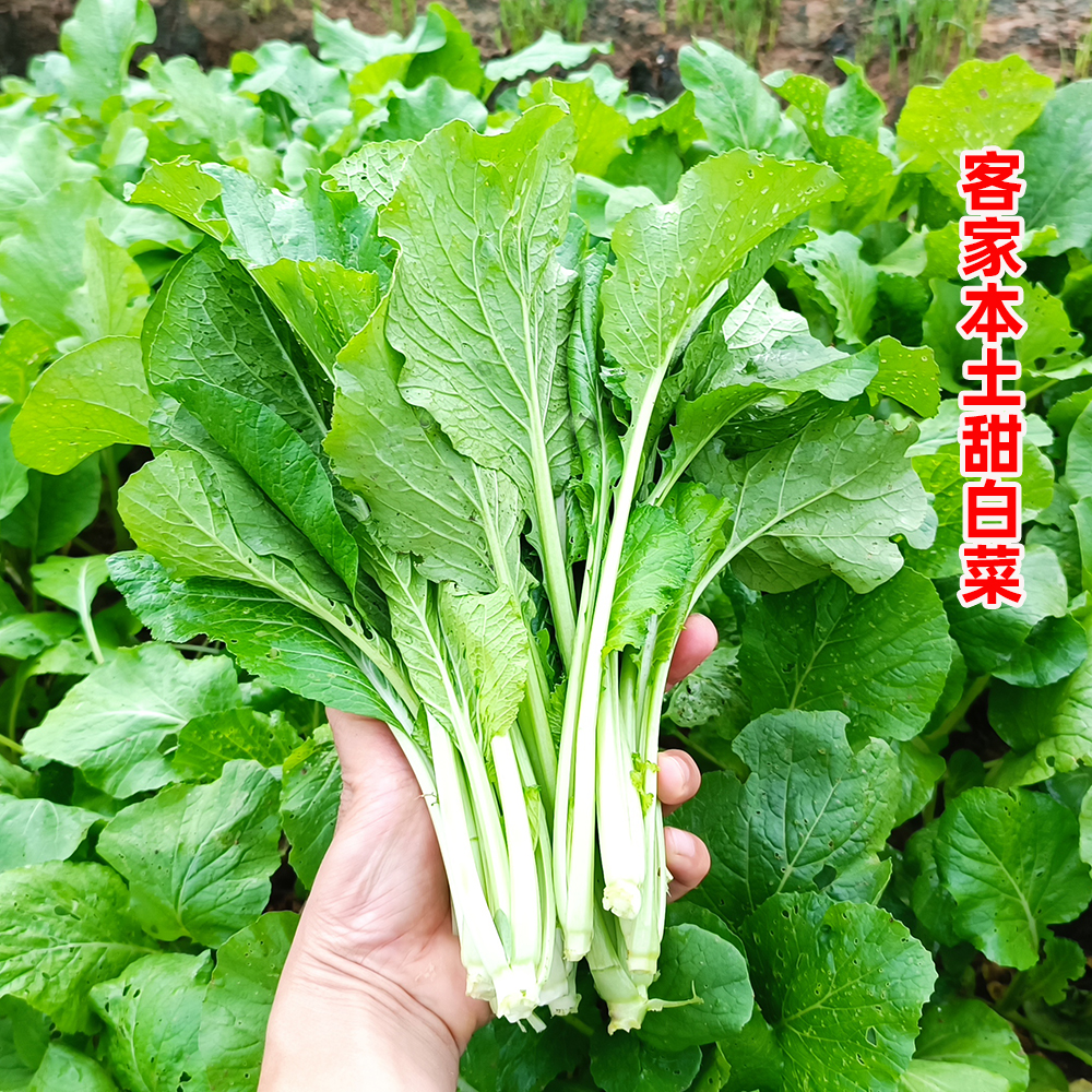 广东客家本地甜白菜种子 四季春秋冬播菜园蔬菜种籽孑耐热小白菜