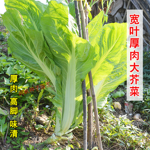 宽叶厚肉高脚芥菜种子 本地大菜甜芥菜蔬菜种籽孑盆栽春秋易种