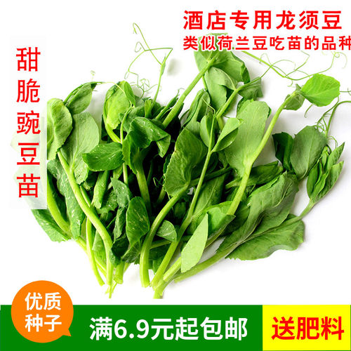 龙须苗价格 龙须苗图片 星期三