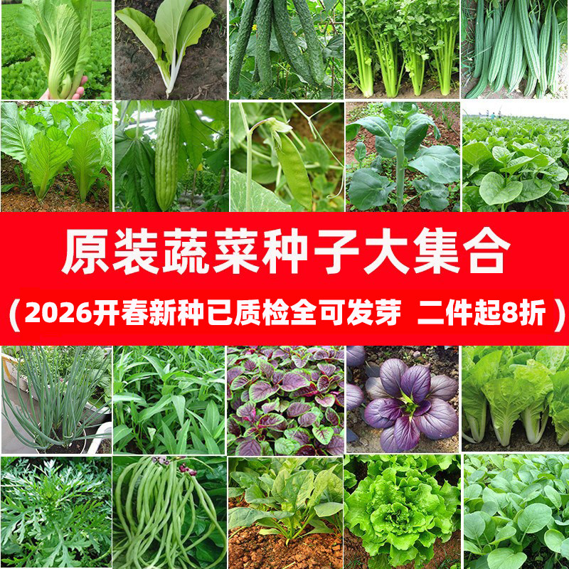 四季播蔬菜种子大全香生菜油麦菜心萝卜芥菠菜小白菜茼蒿韭冬籽孑
