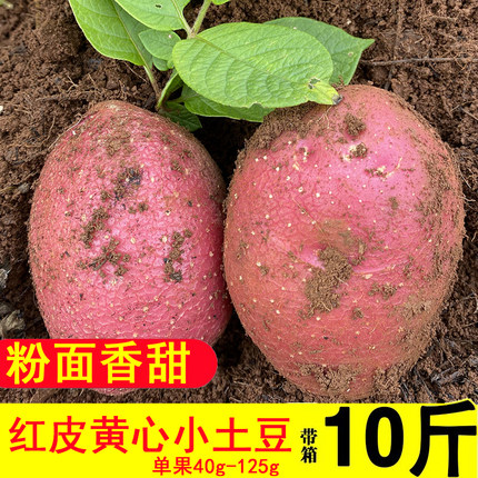 云南高山红皮土豆农家现挖黄心大土豆新鲜中小号马铃薯洋芋蔬菜
