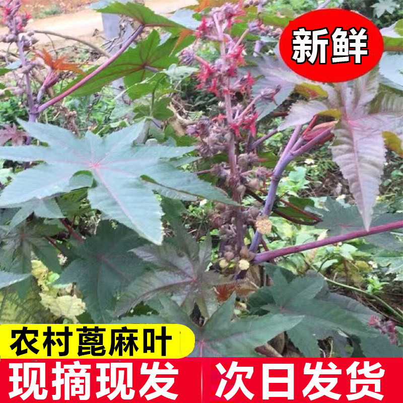 现摘现发篦麻子叶红蓖麻叶子中草药材红杆新鲜野麻叶带杆红蓖叶