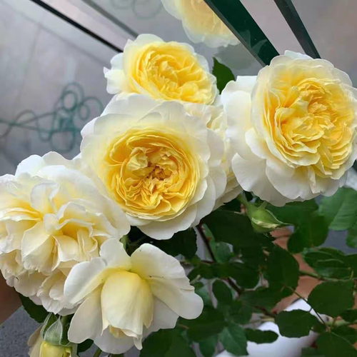 诗人的妻子  黄色浓水果香大花月季耐寒抗病勤花多季节重复开花