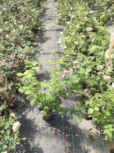 克里斯蒂娜公爵夫人尘世天使月季花苗大花浓香粉色包子四季开花卉