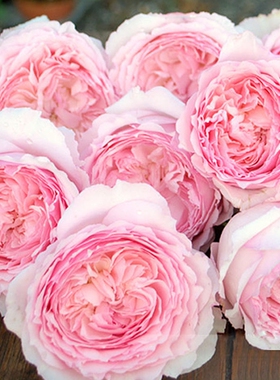 日本新品月季美咲/Misaki 庭院玫瑰丰花浓香月季玫瑰花扦插 中苗