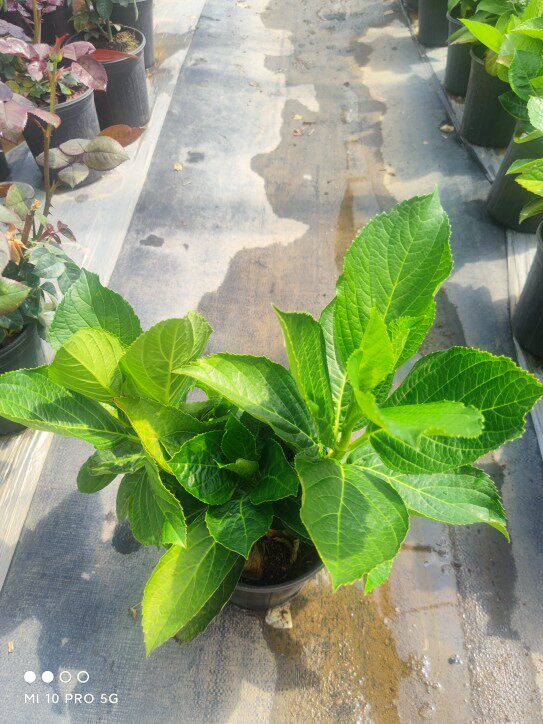 【绣球花苗】盆栽室内阳台庭院植物四季开花卉无尽夏耐寒中苗