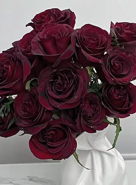 夜宴/黑珍珠  暗红色高级感新品切花少刺好养抗病耐热耐晒   中苗