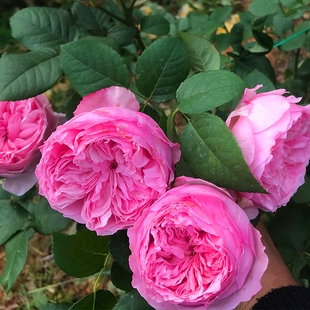 凯丽中苗带盆栽好 奥斯汀中大轮花朵 玫粉色包子 长势旺盛直立抗