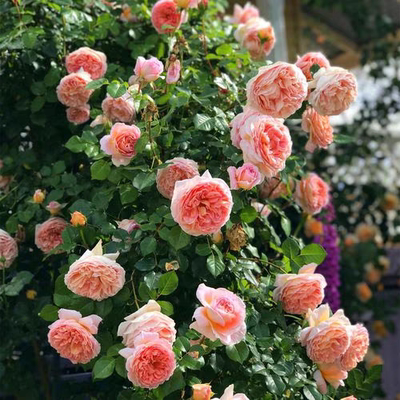 亚伯拉罕 大花浓香多花重瓣藤本月季阳台庭院绿植抗病好养   小苗