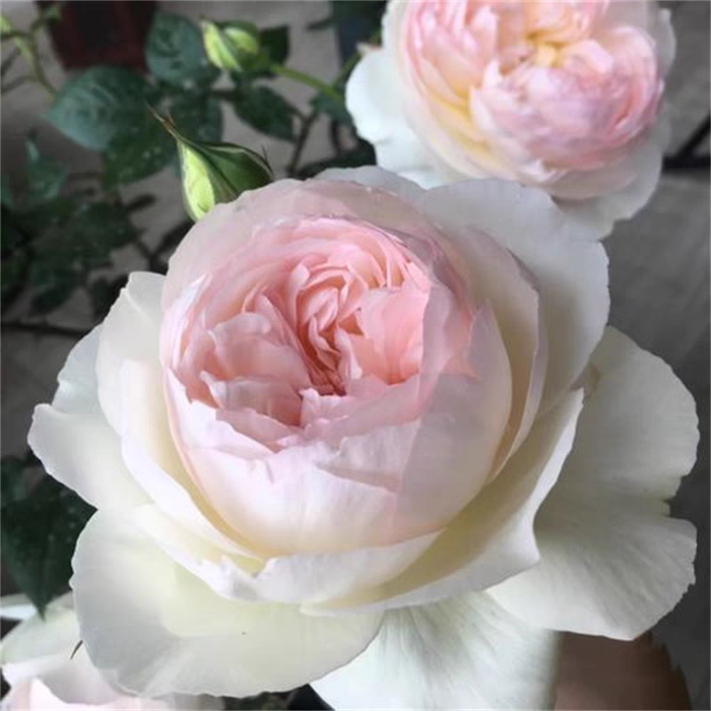 波莱罗  中苗 浓香白色粉色花心灌木月季一加仑种好发货 包对版,鲜花速递/花卉仿真/绿植园艺,月季/蔷薇/玫瑰,淘宝优惠券,粉丝福利购,淘宝优惠卷